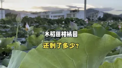 你们那里的水稻田柑橘园还剩多少了？ #柑橘 #三农 #农业 