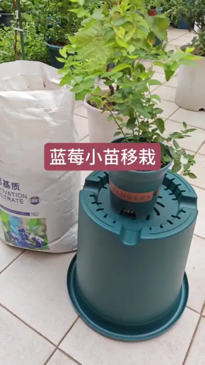 蓝莓小苗怎么移盆，新手怎么种蓝莓，蓝莓的种植方法#蓝莓种植 #蓝莓换盆 #蓝莓苗 #盆栽蓝莓 #蓝莓种植技术