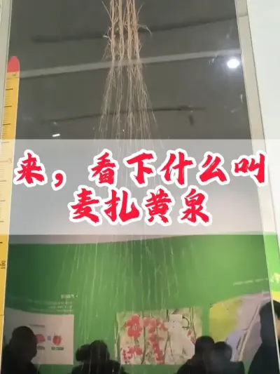 小麦强大的根系，所谓的麦扎黄泉。#小麦 #服务三农支持三农 #三农 #小麦种植 #农业