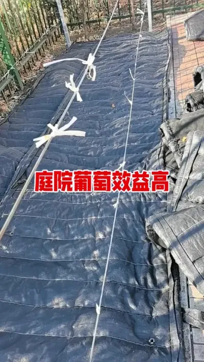 庭院葡萄效益高。