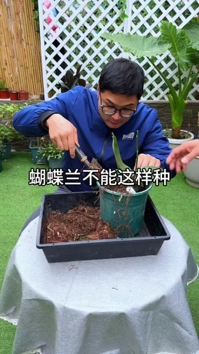 教你正确栽种蝴蝶兰#花卉绿植 #养花