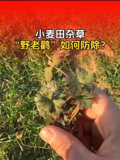 小麦田常见杂草&ldquo;野老鹳&rdquo;草如何防除？#小麦 #小麦种植 #小麦除草剂