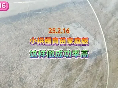 不想买菜苗自己用小拱棚育苗怎么做出芽率高，方法简单易学 #种苗培育 #种植小技巧 #我的小菜园 #抖音助农 #三农 