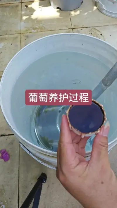 葡萄的养护过程，种葡萄怎么施肥，葡萄的种植方法#葡萄种植 #葡萄种植技术 #盆栽葡萄 #葡萄施肥 #葡萄苗