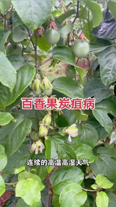 百香果炭疽病防治#百香果 #黄金百香果 #百香果种植技术 #炭疽病 #浩伟方