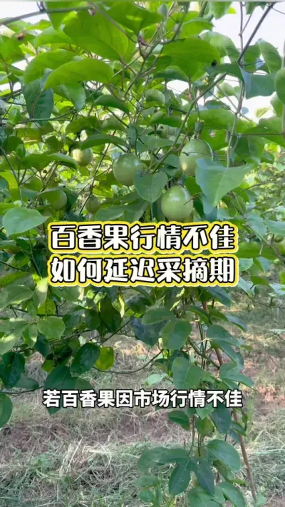 百香果延迟采摘期#黄金百香果 #百香果种植 #百香果种植技术 #黄金百香果种植技术 #浩伟方