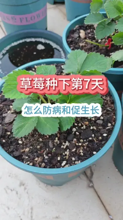 草莓的种植方法，新手种草莓怎么养护，草莓的种植过程#草莓种植 #草莓苗 #盆栽草莓 #种草莓 #草莓种植技术