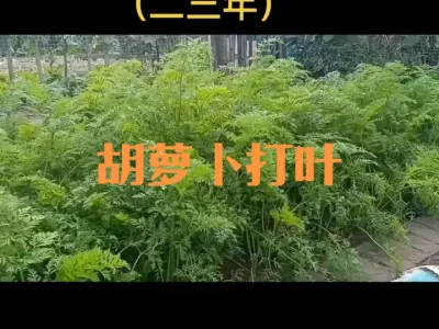胡萝卜膨大期能否打叶（二三年）