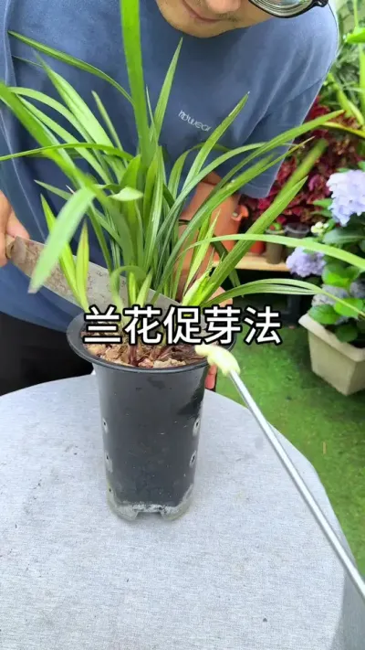 兰花促芽法 #种植小技巧 #绿植花卉