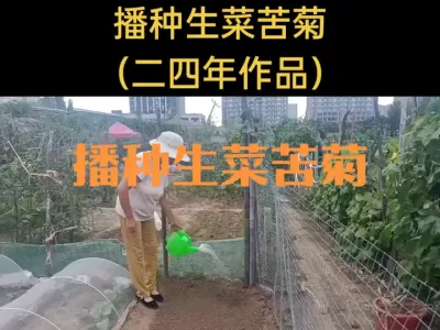 播种生菜苦菊（二四年作品）