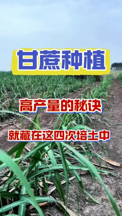 甘蔗产量翻一翻的四次施肥方式#甘蔗种植 #种植小技巧 #甘蔗