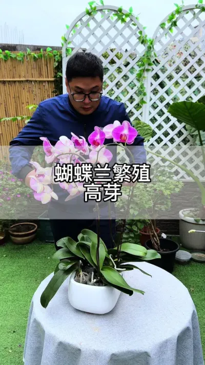 蝴蝶兰高芽繁殖#花卉绿植 #养花 #种植小技巧