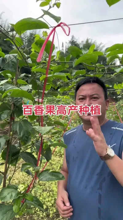 百香果高产种植模式分享#百香果种植技术 #百香果种植 #黄金百香果种植技术 #百香果 #浩伟方