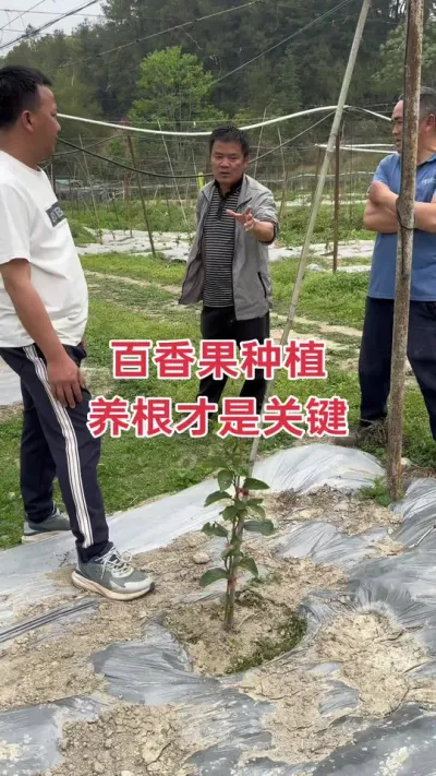 百香果种植养根才是关键措施#百香果种植 #百香果种植技术 #黄金百香果种植技术 #种百香果 #浩伟方