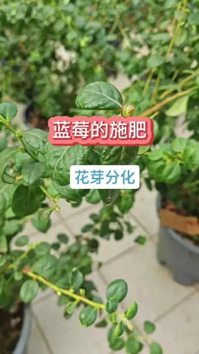 蓝莓的养护方法，蓝莓的种植过程，蓝莓花芽分化#蓝莓施肥 #蓝莓种植 #蓝莓养护 #盆栽蓝莓 #种蓝莓