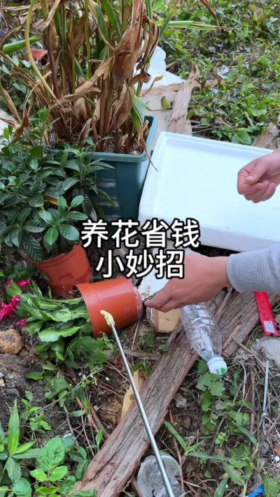 养花省钱小妙招#花卉绿植 #养花