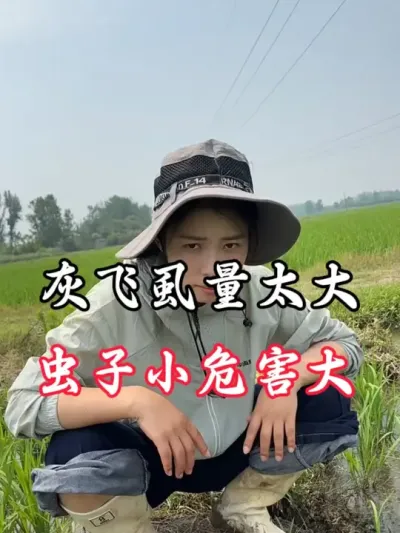 灰飞虱量太大了#分享农业知识传播正能量 #农民种地不容易