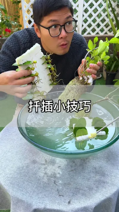 扦插繁殖生根快的方法 #花卉绿植 #养花 #种植小技巧