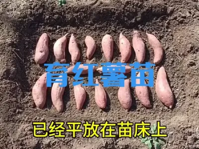 室外如何育红薯苗？什么时候育红薯苗？#红薯苗