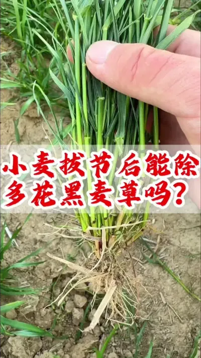 小麦拔节之后还能不能防除多花黑麦草？#小麦 #除草剂 #分享农业知识帮农民增产增收 #农业植保知识分享 #小麦除草剂