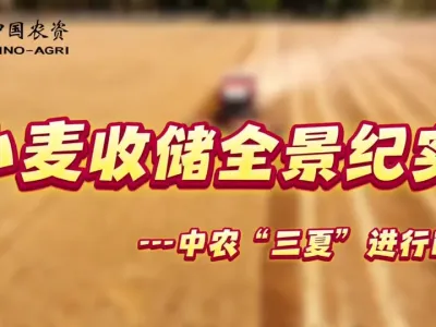 小麦收储全景纪实---中农&ldquo;三夏&rdquo;进行时 #小麦收储 #三夏