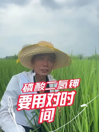 磷酸二氢钾，用对时间很重要#分享农业知识帮农民增产增收 #老百姓关心的话题