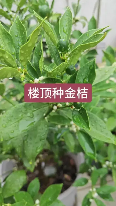楼顶种金桔，楼顶种果树，盆栽金桔种植，新手种金桔#金桔种植 #盆栽金桔 #楼顶果园 #盆栽果树 #金桔