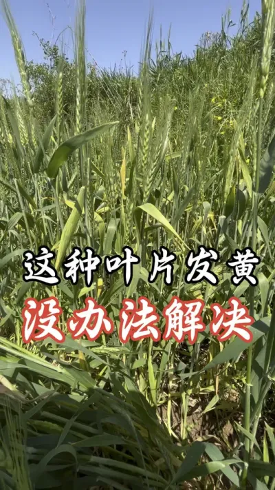 小麦根系不好，叶片也会发黄#分享农业知识帮农民增产增收 #老百姓关心的话题