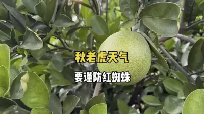 秋老虎天气即将结束，要谨防柑橘红蜘蛛 #农业种植 #三农 #种植技术 #柑橘 #红蜘蛛 