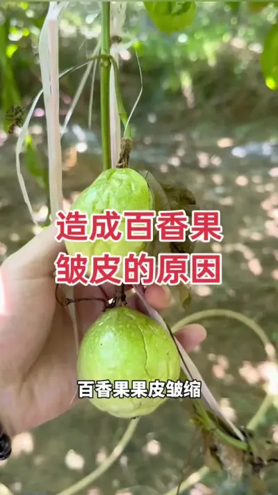 造成百香果皱皮的原因#百香果种植 #百香果种植技术 #百香果皱皮 #黄金百香果 #浩伟方