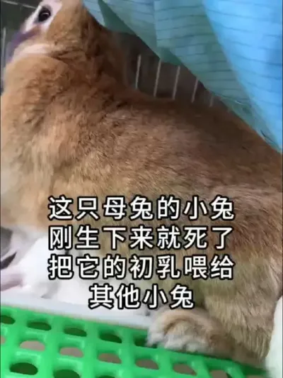 #养兔技术 #自繁自养 #兔子 #养兔人 #三农养殖
