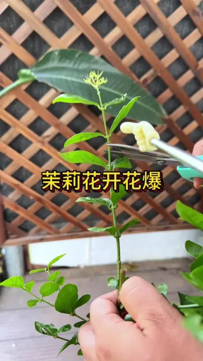 茉莉花的正确修剪#花卉绿植 #种植小技巧 #养花