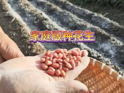 家庭种植花生怎么做能保证种子的出芽率，并且出芽快出芽齐产量高 #三农 #农业种植 #抖音助农 #种植小技巧 #抖音助农 