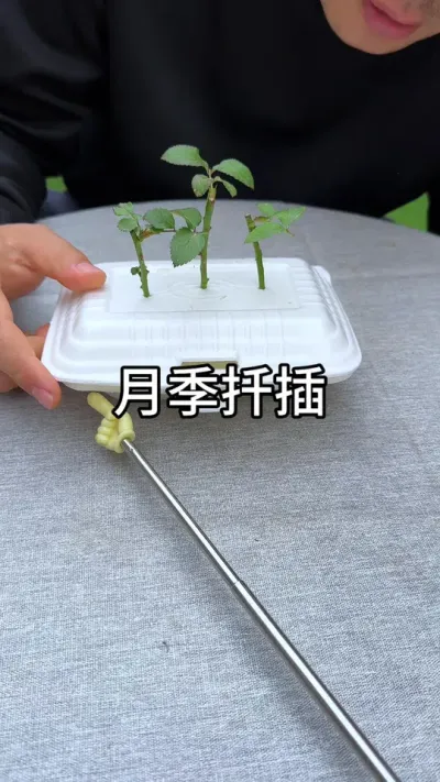 奇葩又好玩的月季繁殖办方法你见过吗？#花卉绿植