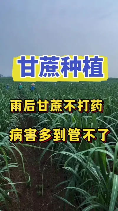 雨后高温不打药，甘蔗病害治不了，想要甘蔗一整年都健健康康的，甘蔗这遍药一定不能省#三农 #甘蔗施肥 #甘蔗病害 #甘蔗