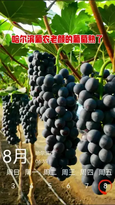 哈尔滨葡农老颜的葡萄熟了！