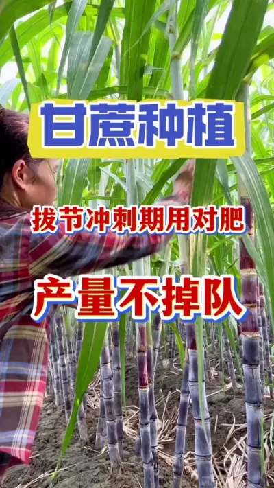 老蔗农秘不外传的甘蔗拔节期，提质增产的科学管理方法#甘蔗种植#甘蔗施肥#甘蔗