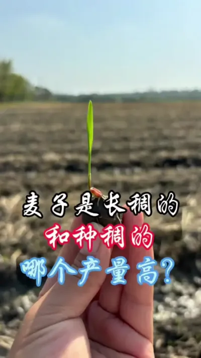 麦子长稠和种稠，哪个产量高？#分享农业知识帮农民增产增收