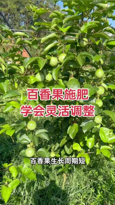 百香果施肥要学会灵活调整#黄金百香果 #百香果 #百香果种植 #百香果种植技术 #浩伟方