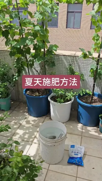 葡萄夏天怎么施肥，高温天气葡萄怎么施肥浇水，葡萄的养护过程 #葡萄种植 #葡萄养护 #盆栽葡萄 #种葡萄 #葡萄苗