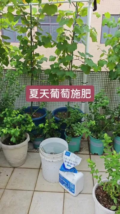 葡萄的种植方法，新手种葡萄怎么施肥，葡萄的养护过程#葡萄种植 #葡萄种植技术 #葡萄养护 #葡萄施肥 #盆栽葡萄