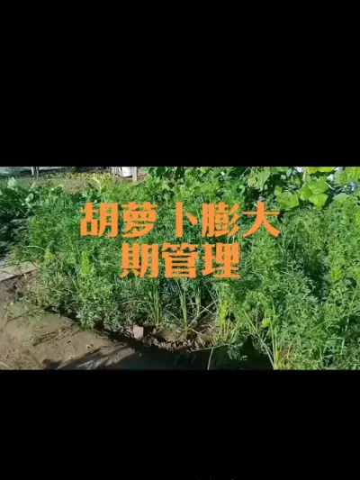 胡萝卜肉质根膨大期如何管理（二四年作品）