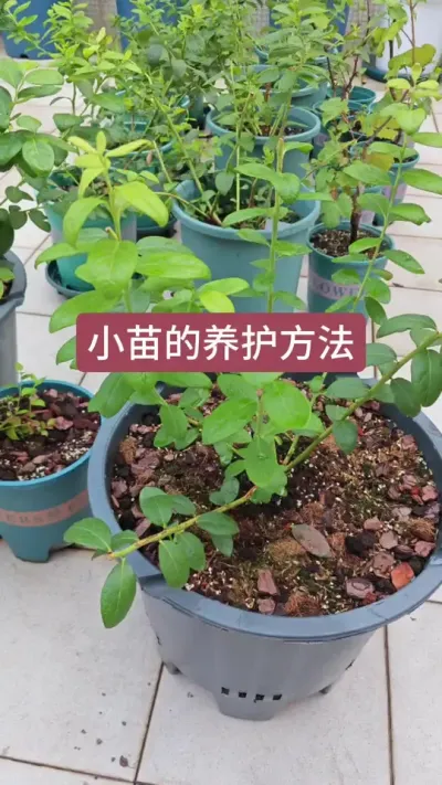 蓝莓苗的种植方法，蓝莓苗的养护方法，新手怎么养蓝莓#蓝莓养护 #蓝莓种植 #盆栽蓝莓 #蓝莓苗 #种蓝莓