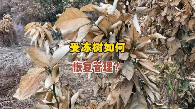 受冻后的柑橘树要怎么样恢复管理？ #三农种植 #农业种植 #柑橘 #果树管理 #霜冻 