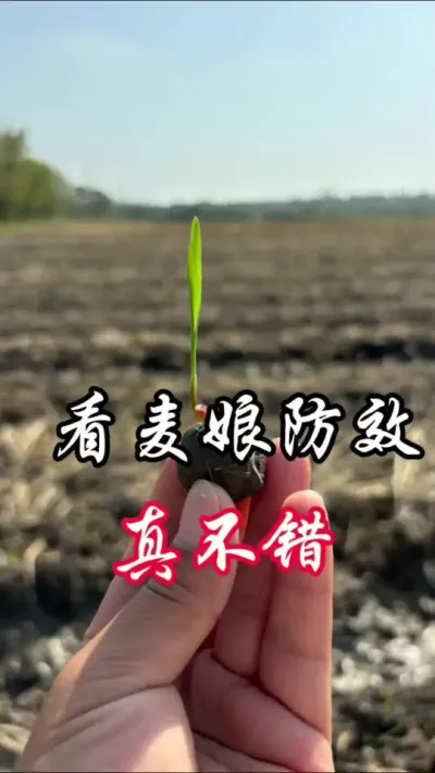 这个效果真好，还便宜#分享农业知识帮农民增产增收