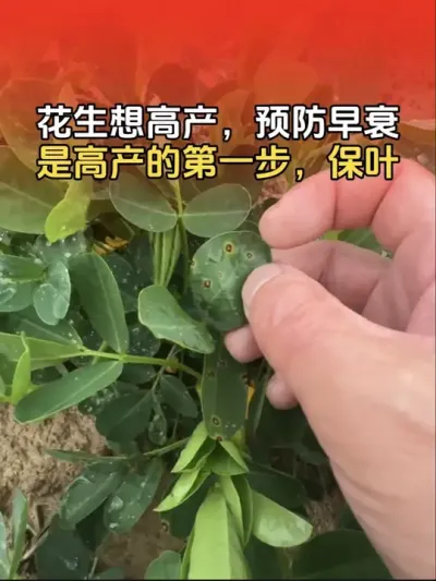 花生要想高产，一定要预防早衰。预防早衰第一步：保护花生叶片，防治叶斑病。#花生高产种植 #农业植保知识分享 #花生种植管理技术 #花生高产 #花生种植