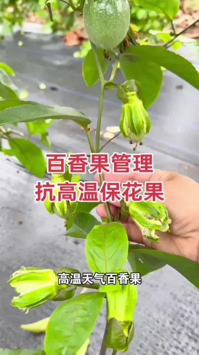 百香果管理 抗高温保花果#百香果种植 #百香果种植技术 #百香果 #黄金百香果 #浩伟方