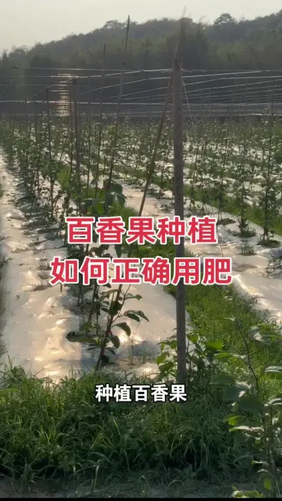 百香果种植如何正确用肥#百香果种植 #百香果种植技术 #种百香果 #黄金百香果 #浩伟方