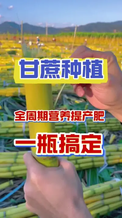 我出肥，你出地，收了甘蔗全归你#甘蔗种植 #种植小技巧 #增产增收小配方 #甘蔗施肥方法