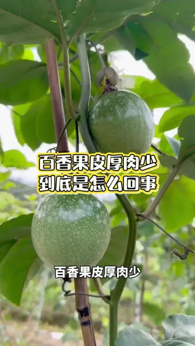 百香果皮厚肉少怎么办#百香果种植 #百香果种植技术 #黄金百香果种植技术 #黄金百香果 #浩伟方